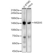 Western blot analysis of various lysates using MGEA5 Antibody (1/500 dilution).