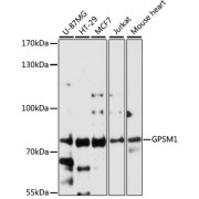 Western blot analysis of extracts of various cell lines using GPSM1 Antibody (1/3000 dilution).