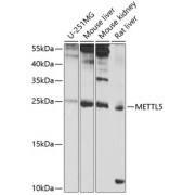 Western blot analysis of extracts of various cell lines using METTL5 Antibody (1/1000 dilution).