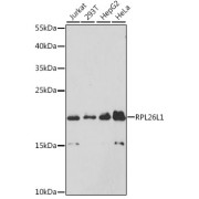 Western blot analysis of extracts of various cell lines using RPL26L1 Antibody (1/3000 dilution).