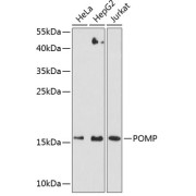 Western blot analysis of extracts of various cell lines using POMP Antibody (1/3000 dilution).