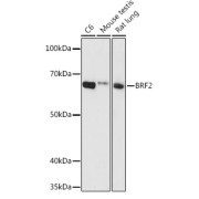 Western blot analysis of extracts of various cell lines using BRF2 Antibody (1/1000 dilution).