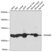 Western blot analysis of extracts of various cell lines using ZRANB3 Antibody (1/3000 dilution).