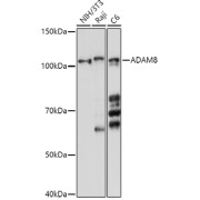 Western blot analysis of extracts of various cell lines using ADAM8 Antibody (1/1000 dilution).