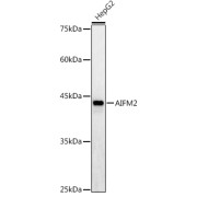 Western blot analysis of extracts of HepG2 cells using AIFM2/AMID/AMID/AMID Antibody (1/1000 dilution).