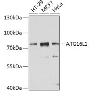 Western blot analysis of extracts of various cell lines using ATG16L1 Antibody (1/1000 dilution).