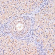 Immunohistochemistry of paraffin-embedded Rat ovary using BYSL Antibody (1/100 dilution, 40x lens).