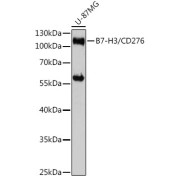 Western blot analysis of extracts of U-87MG cells using CD276/B7-H3 Antibody (1/3000 dilution).