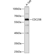 Western blot analysis of extracts of A-549 cells using CDC25B Antibody (1/1000 dilution).