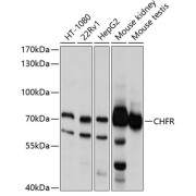 Western blot analysis of extracts of various cell lines using CHFR Antibody (1/1000 dilution).