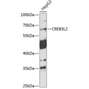 Western blot analysis of extracts of HepG2 cells using CREB3L2 Antibody (1/1000 dilution).