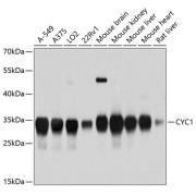 Western blot analysis of extracts of various cell lines using CYC1 Antibody (1/3000 dilution).