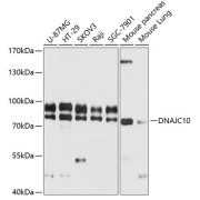 Western blot analysis of extracts of various cell lines using DNAJC10 Antibody (1/3000 dilution).