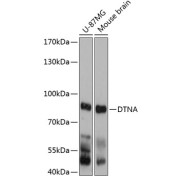 Western blot analysis of extracts of various cell lines using DTNA Antibody (1/3000 dilution).