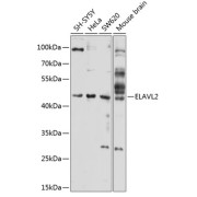 Western blot analysis of extracts of various cell lines using ELAVL2 Antibody (1/1000 dilution).