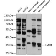 Western blot analysis of extracts of various cell lines using GMPR Antibody (1/1000 dilution).