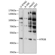 Western blot analysis of extracts of various cell lines using HTR3B Antibody (1/1000 dilution).