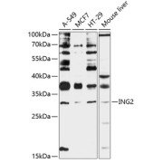 Western blot analysis of extracts of various cell lines using ING2 Antibody (1/3000 dilution).