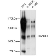 Western blot analysis of extracts of various cell lines using KANSL1 Antibody (1/1000 dilution).