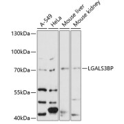 Western blot analysis of extracts of various cell lines using LGALS3BP Antibody (1/3000 dilution).