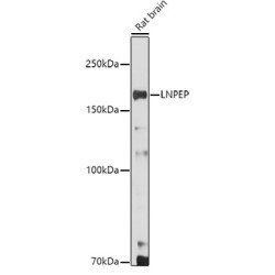 Leucyl-Cystinyl Aminopeptidase (LNPEP) Antibody