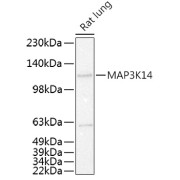 Western blot analysis of extracts of Rat lung using MAP3K14 Antibody (1/500 dilution).