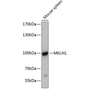 Western blot analysis of extracts of Mouse spleen using MKLN1 Antibody (1/3000 dilution).