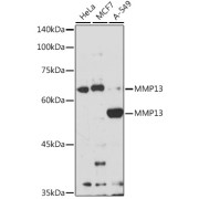 Western blot analysis of extracts of various cell lines using MMP13 Antibody (1/1000 dilution).