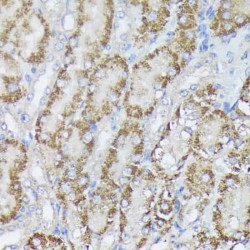 Bifunctional Methylenetetrahydrofolate Dehydrogenase/cyclohydrolase, Mitochondrial (MTHFD2) Antibody