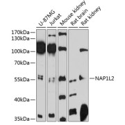 Western blot analysis of extracts of various cell lines using NAP1L2 Antibody (1/3000 dilution).