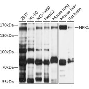 Western blot analysis of extracts of various cell lines using NPR1 Antibody (1/1000 dilution).