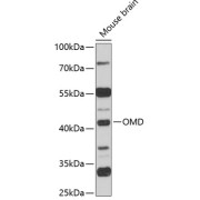 Western blot analysis of extracts of mouse brain using OMD Antibody (1/1000 dilution).