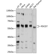 Western blot analysis of extracts of various cell lines using PDCD7 Antibody (1/1000 dilution).