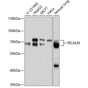 Western blot analysis of extracts of various cell lines using PICALM Antibody (1/1000 dilution).