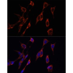 Serine/Threonine-Protein Kinase PINK1, Mitochondrial (PINK1) Antibody