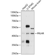 Western blot analysis of extracts of various cell lines using PRLHR Antibody (1/1000 dilution).