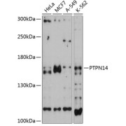 Western blot analysis of extracts of various cell lines using PTPN14 Antibody (1/3000 dilution).