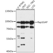 Western blot analysis of extracts of various cell lines using Rap1GAP Antibody (1/1000 dilution).