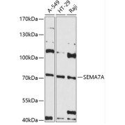 Western blot analysis of extracts of various cell lines using SEMA7A Antibody (1/3000 dilution).