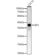 Western blot analysis of C2C12 using SIX1 Antibody (1/500 dilution).