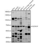 Western blot analysis of extracts of various cell lines using SLC6A14 Antibody (1/1000 dilution).