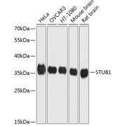 Western blot analysis of extracts of various cell lines using STUB1 Antibody (1/1000 dilution).