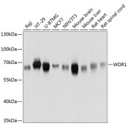 Western blot analysis of extracts of various cell lines using WDR1 Antibody (1/3000 dilution).