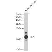 Western blot analysis of extracts of Mouse pancreas using LEP Antibody (1/1000 dilution).