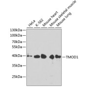 Western blot analysis of extracts of various cell lines using TMOD1 Antibody (1/1000 dilution).