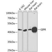 Western blot analysis of extracts of various cell lines using GIPR Antibody (1/1000 dilution).