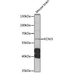 Potassium Inwardly Rectifying Channel Subfamily J, Member 3 (KCNJ3) Antibody