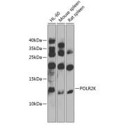 Western blot analysis of extracts of various cell lines using POLR2K Antibody (1/1000 dilution).