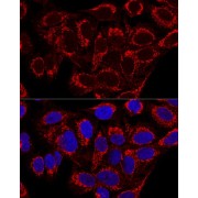 Confocal immunofluorescence analysis of U2OS cells using MRPS16 Antibody (1/100 dilution). Blue: DAPI for nuclear staining.