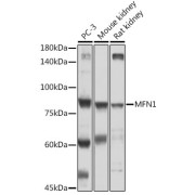 Western blot analysis of extracts of various cell lines using MFN1 Antibody (1/500 dilution).